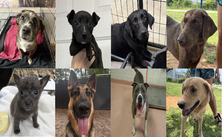 20260717pups