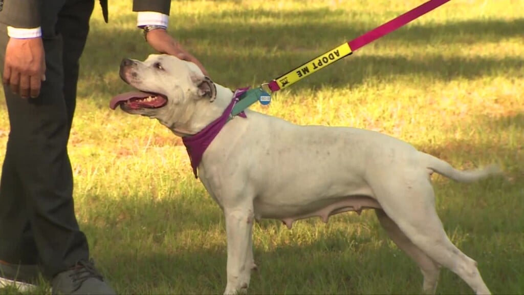 Columbia Pet Of The Week: Betty