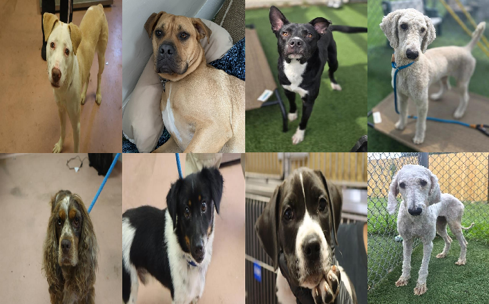 20260709pups
