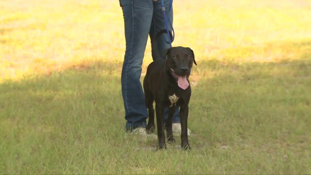 Lexington Pet Of The Week: Pascal