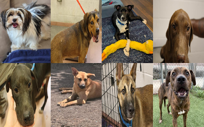 20260729pups