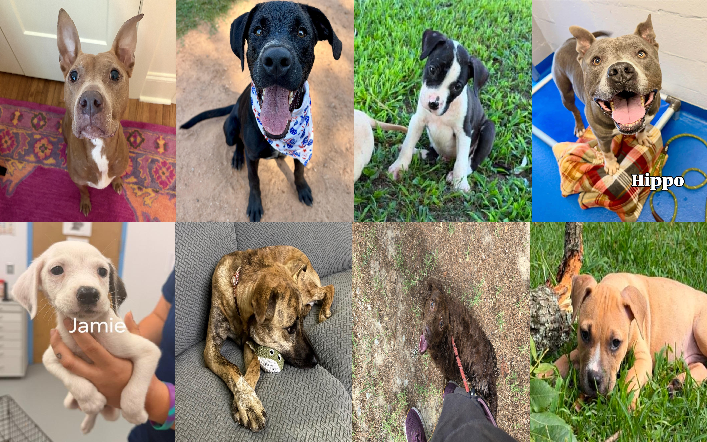 20260727pups