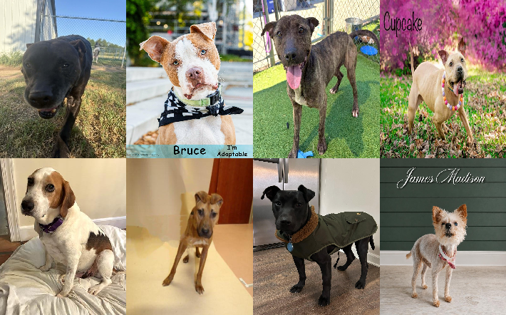 20260713pups