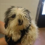Lulu