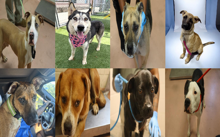 20260701pups