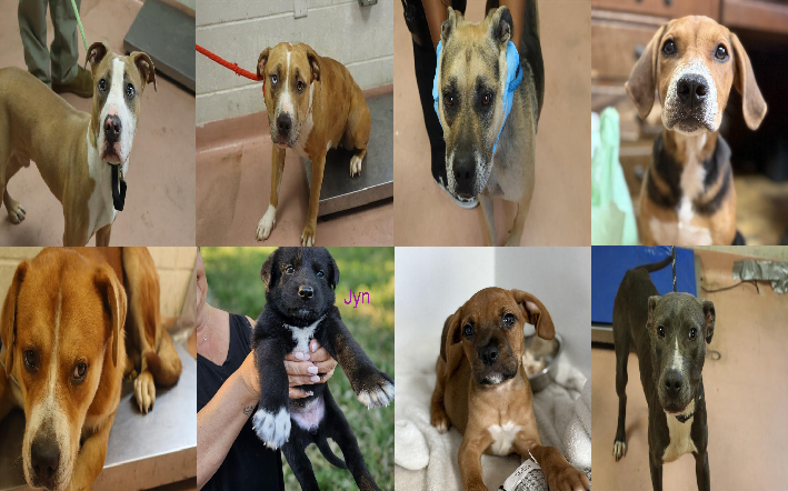 20260702pups
