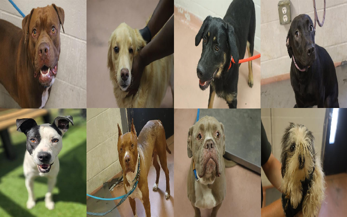 20260716pups