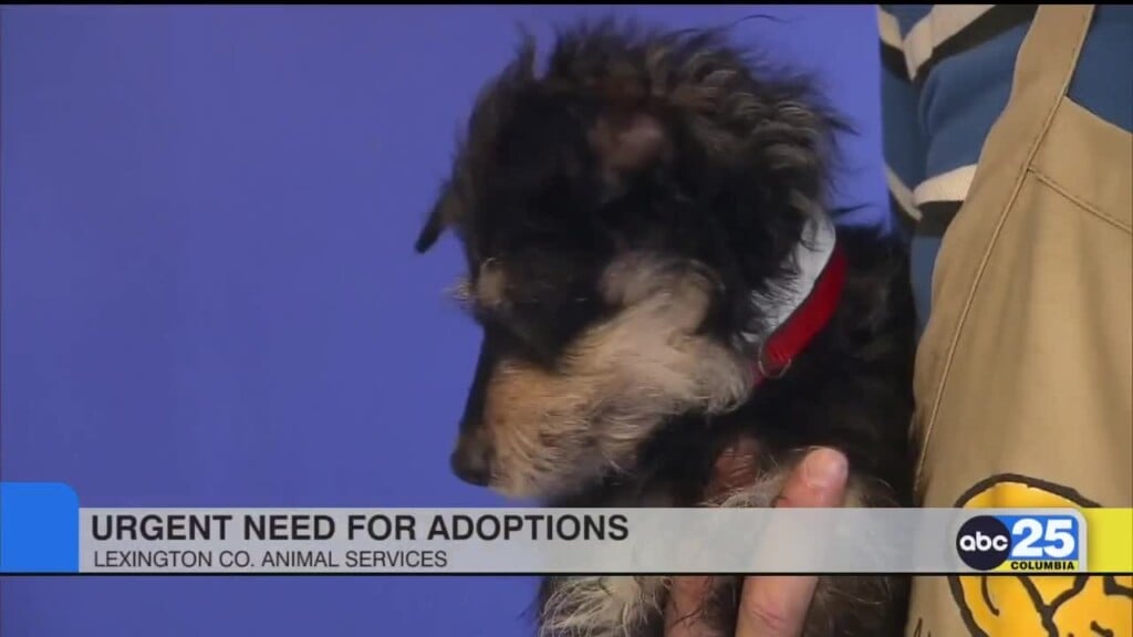 Adoptions Lex Co