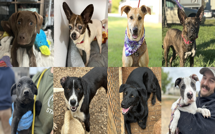 20260710pups