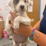 Jesse