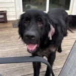 Maggie