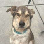 Milo