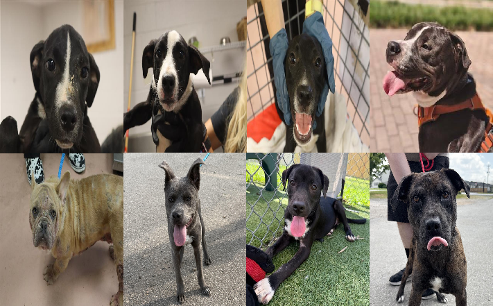 20260708pups