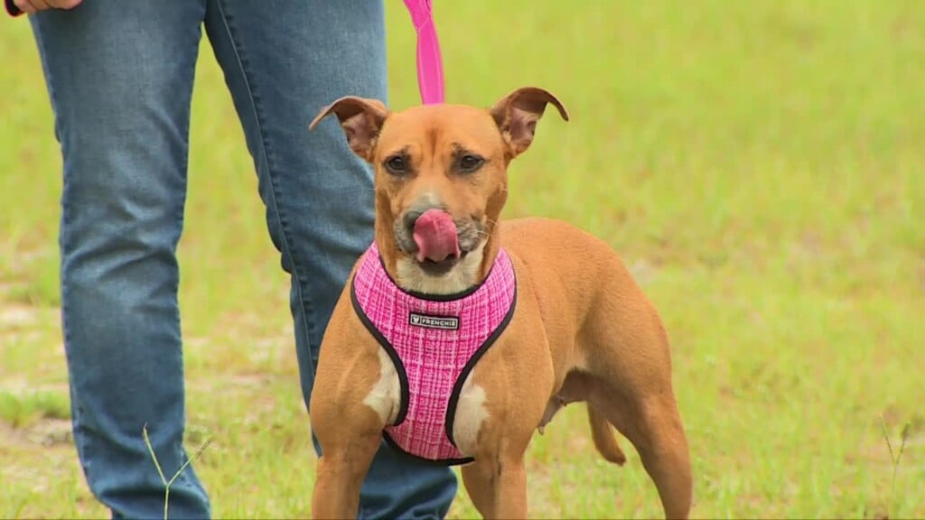 Animal Protection League Pet Of The Week: Ariel