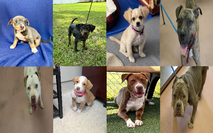 20260731pups