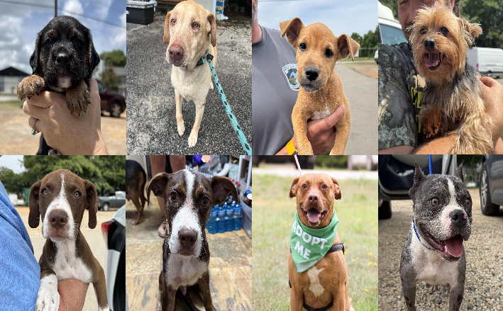20260724pups