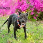 Mimosa