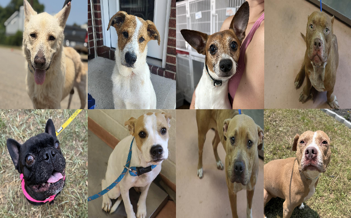 20260730pups