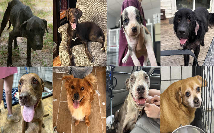 20260728pups
