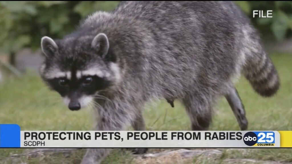 Rabies How To Protect Your Pets And Loved Ones From The Virus