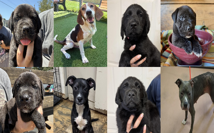 20260826pups