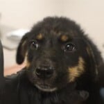 Snuffles