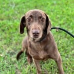 Mocha Mia
