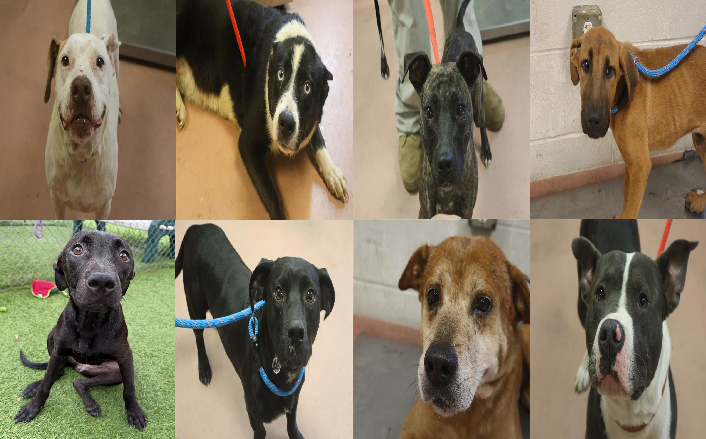 20260811pups