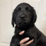 Clafoutis