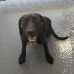 Marcie