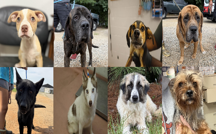 20260813pups
