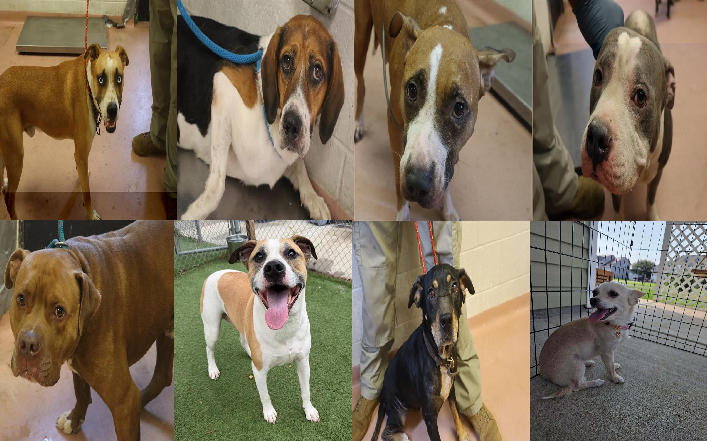 20260820pups