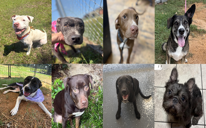 20260828pups