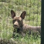 Roo