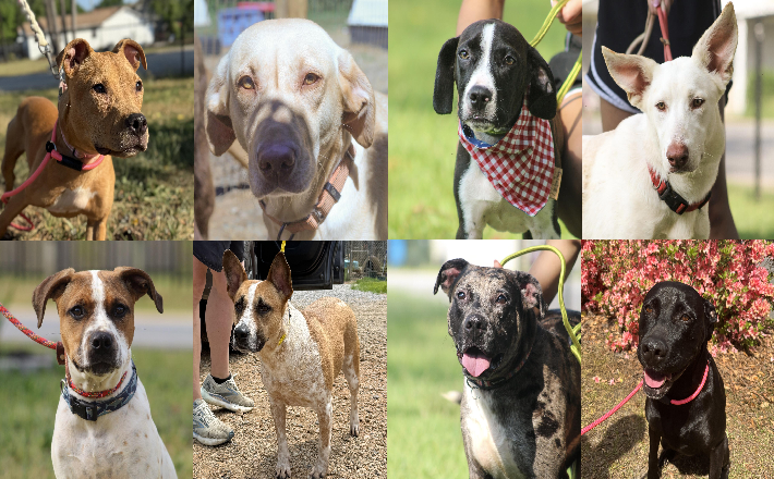 20260824pups