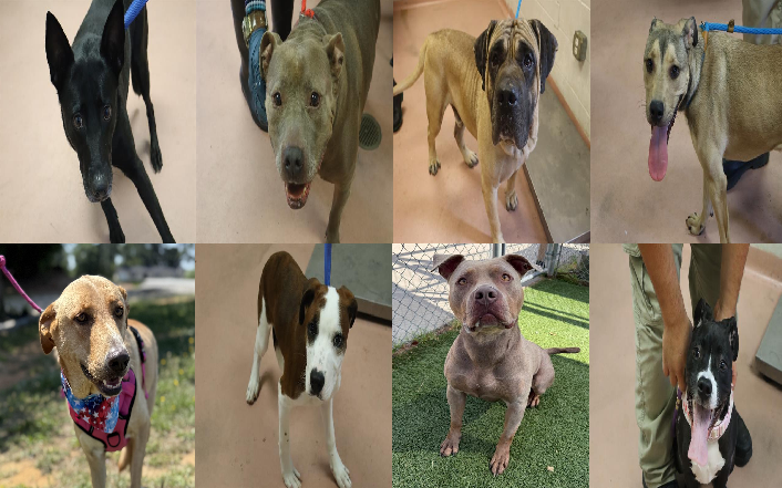 20260807pups