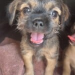 Nash