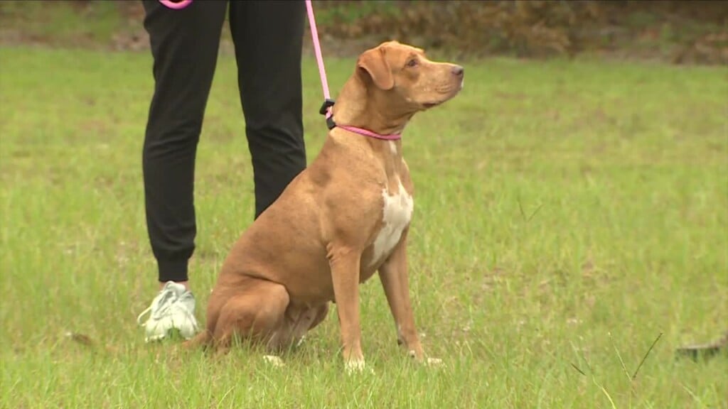 Lexington Pet Of The Week: Romy