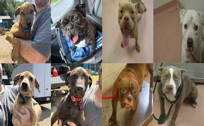 20260818pups