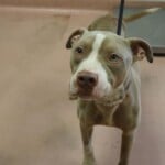 Tank