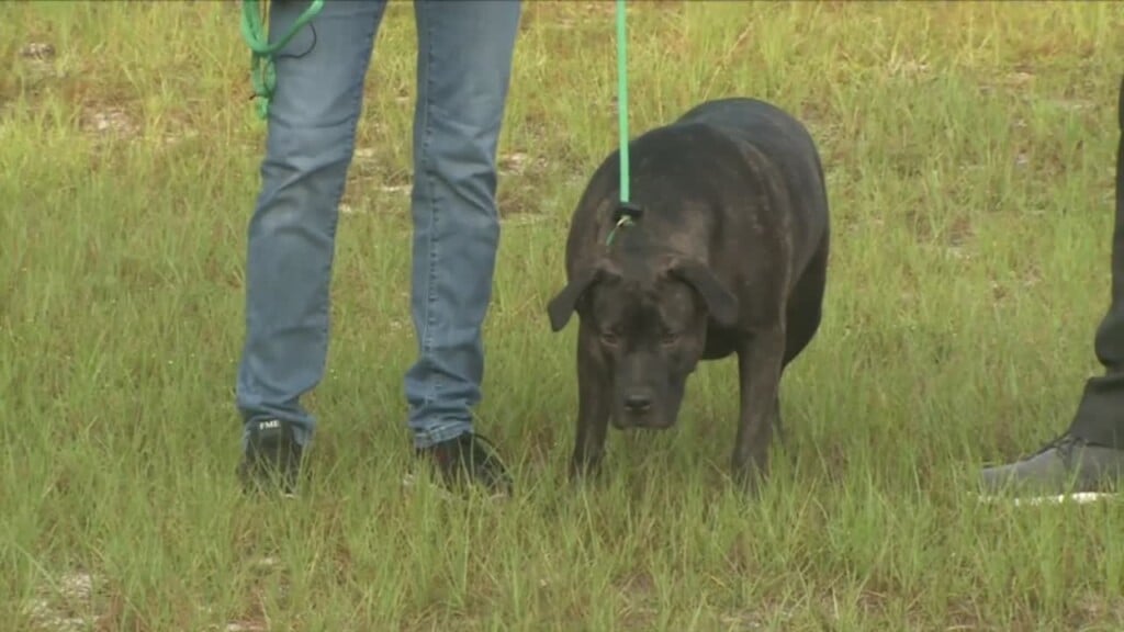 Pet Of The Week: Fern