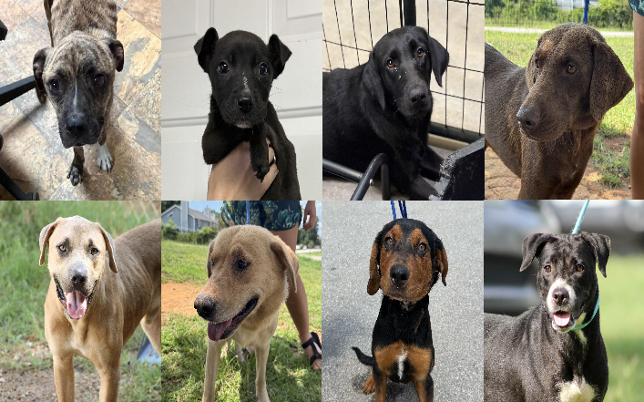 20260817pups
