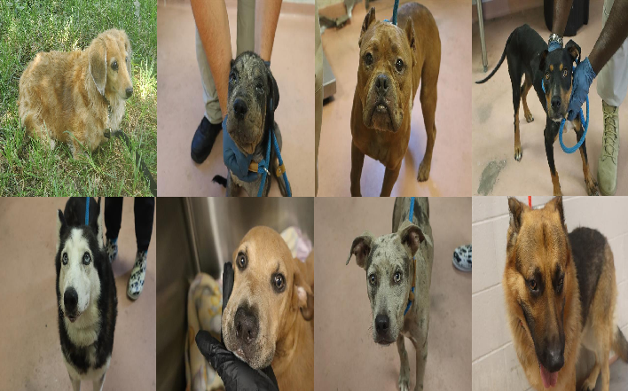 20260825pups