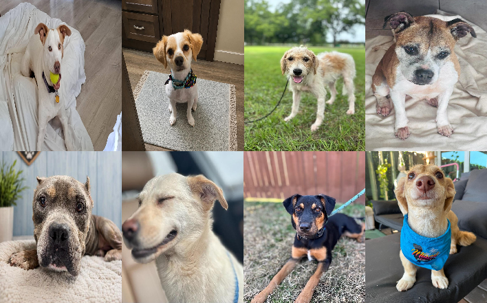 20260831pups