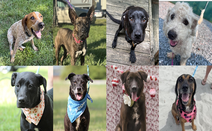 20260814pups