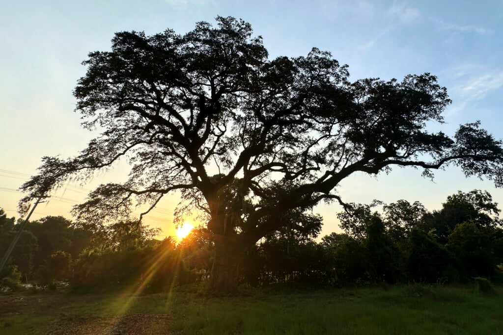 South Carolina Revolutionary War Tree