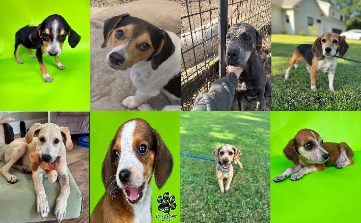 20260821pups