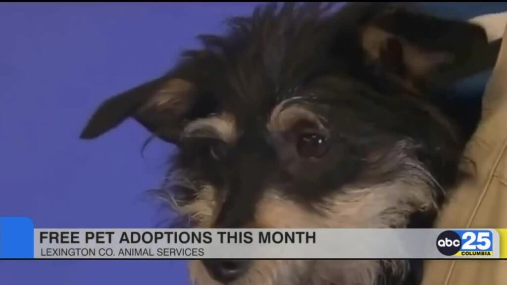 Lexington County Animal Shelter Offering Free Dog And Cat Adoptions