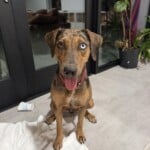 Taloula
