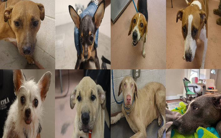 20260819pups